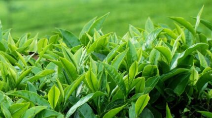 भारतले फेरि रोक्यो नेपाली चियाको निर्यात