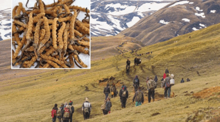 मुगुमा यार्सा सङ्कलन गर्न गएका चारजनाको मृत्यु, एक सिकिस्त