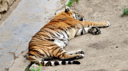 मकवानपुरमा भैंसीसँग जुध्दा बाघको मृत्यु