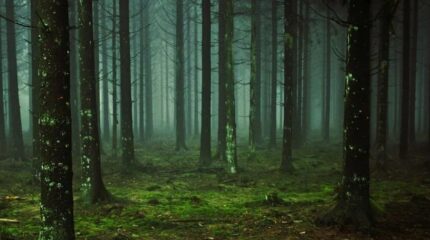 बिहारले बनायो २० वर्षमा वन क्षेत्र दोब्बर, विकास दर ११ प्रतिशत बढी