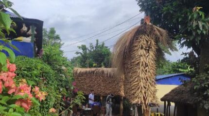 तनहुँमा मकै उत्पादन बढ्यो