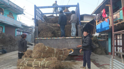 चिराइतो बिक्री नहुँदा किसान चिन्तित