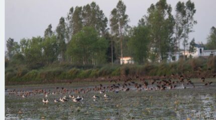 कञ्चनपुरमा आजदेखि जलपंछी गणना